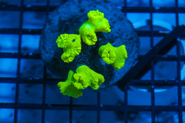 LIVE CORAL - WYSIWYG - 8.4.131