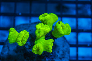 LIVE CORAL - WYSIWYG - 8.4.132