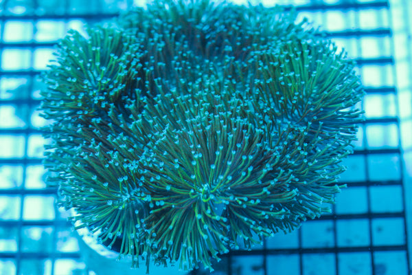 LIVE CORAL - WYSIWYG - 8.4.133