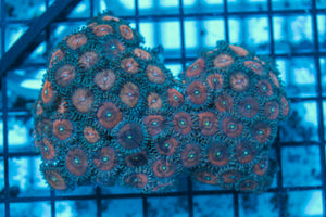 LIVE CORAL - WYSIWYG - 8.4.134