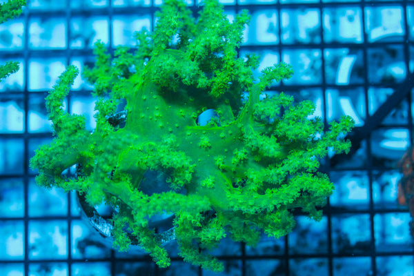 LIVE CORAL - WYSIWYG - 8.4.135