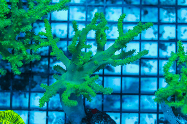 LIVE CORAL - WYSIWYG - 8.4.136