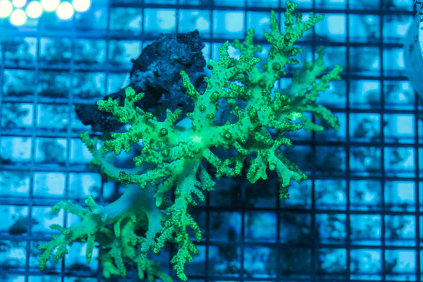LIVE CORAL - WYSIWYG - 8.4.137