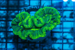 LIVE CORAL - WYSIWYG - 8.4.138