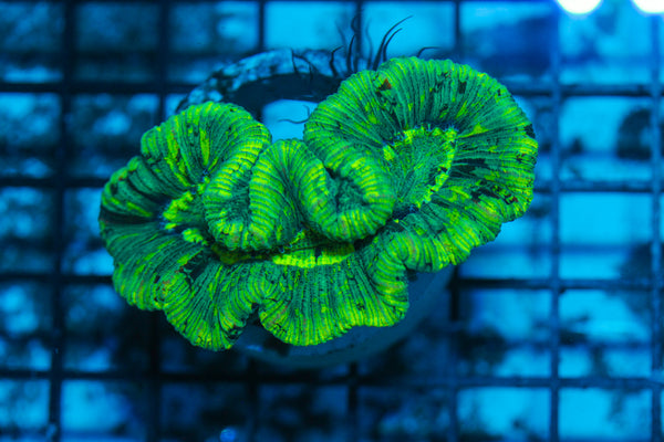 LIVE CORAL - WYSIWYG - 8.4.138