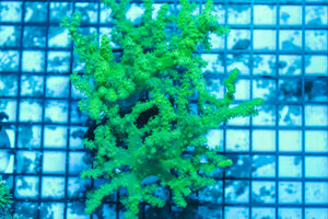 LIVE CORAL - WYSIWYG - 8.4.139