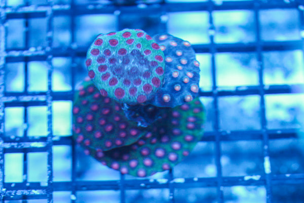 LIVE CORAL - WYSIWYG - 8.4.14