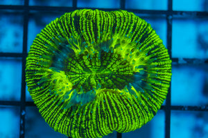 LIVE CORAL - WYSIWYG - 8.4.140