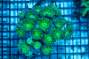 LIVE CORAL - WYSIWYG - 8.4.141
