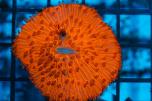 LIVE CORAL - WYSIWYG - 8.4.142