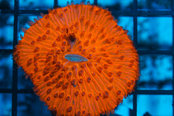 LIVE CORAL - WYSIWYG - 8.4.142