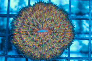 LIVE CORAL - WYSIWYG - 8.4.143