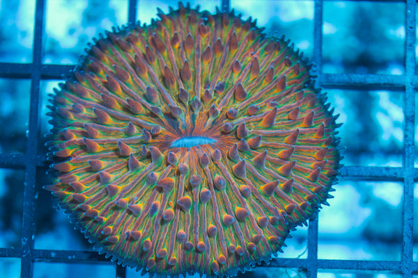 LIVE CORAL - WYSIWYG - 8.4.143