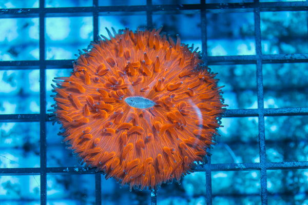 LIVE CORAL - WYSIWYG - 8.4.144