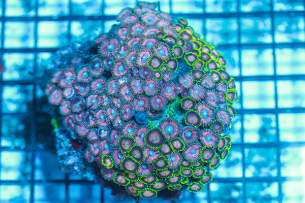 LIVE CORAL - WYSIWYG - 8.4.145
