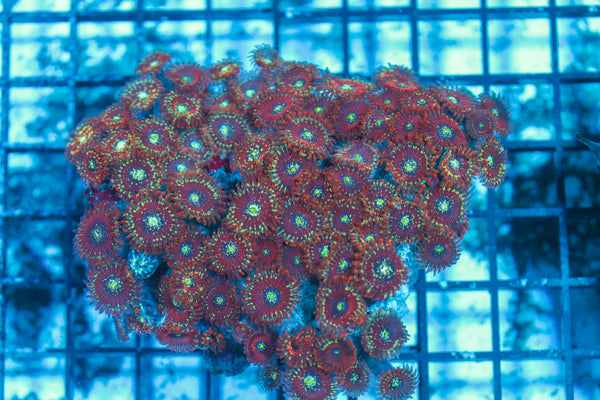 LIVE CORAL - WYSIWYG - 8.4.146