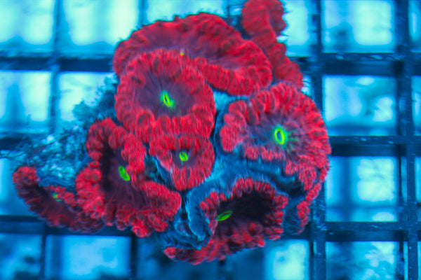 LIVE CORAL - WYSIWYG - 8.4.147
