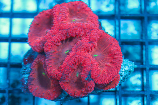 LIVE CORAL - WYSIWYG - 8.4.148