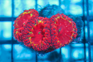 LIVE CORAL - WYSIWYG - 8.4.149