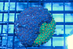 LIVE CORAL - WYSIWYG - 8.4.15