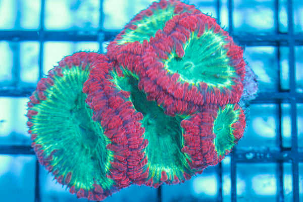 LIVE CORAL - WYSIWYG - 8.4.150