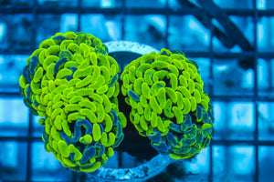 LIVE CORAL - WYSIWYG - 8.4.151
