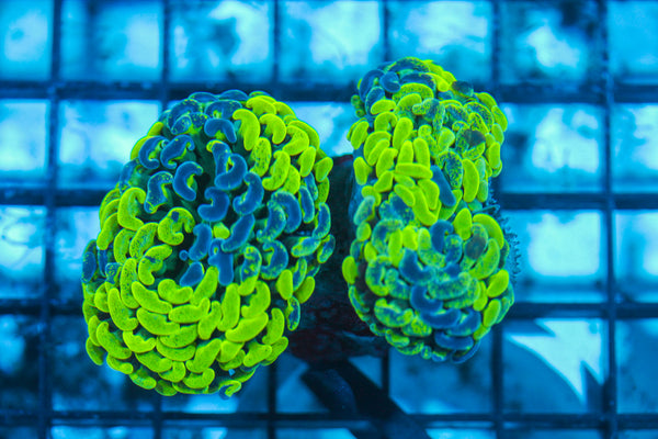 LIVE CORAL - WYSIWYG - 8.4.152