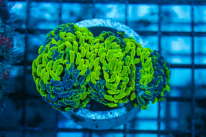 LIVE CORAL - WYSIWYG - 8.4.153