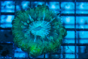 LIVE CORAL - WYSIWYG - 8.4.154