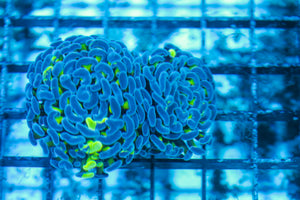 LIVE CORAL - WYSIWYG - 8.4.155