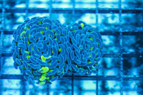 LIVE CORAL - WYSIWYG - 8.4.155