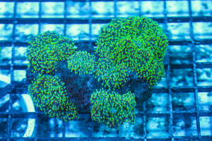 LIVE CORAL - WYSIWYG - 8.4.156