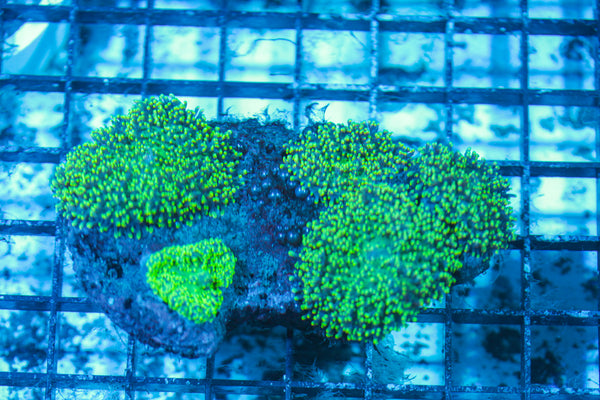 LIVE CORAL - WYSIWYG - 8.4.157