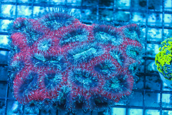 LIVE CORAL - WYSIWYG - 8.4.158