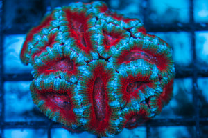 LIVE CORAL - WYSIWYG - 8.4.159