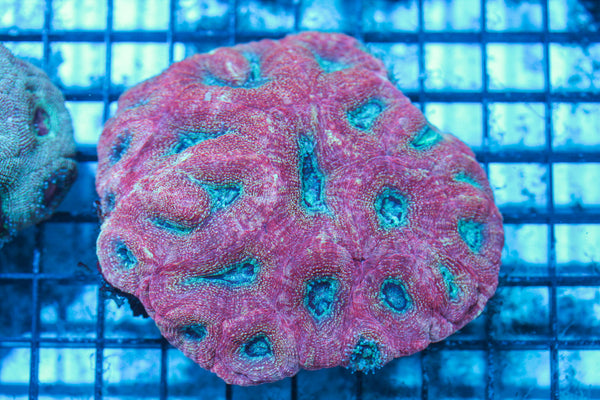 LIVE CORAL - WYSIWYG - 8.4.161