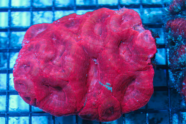 LIVE CORAL - WYSIWYG - 8.4.162