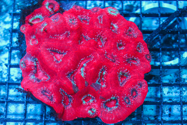 LIVE CORAL - WYSIWYG - 8.4.163