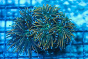 LIVE CORAL - WYSIWYG - 8.4.164