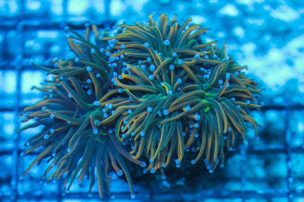 LIVE CORAL - WYSIWYG - 8.4.164