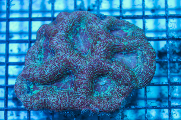 LIVE CORAL - WYSIWYG - 8.4.165