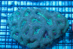 LIVE CORAL - WYSIWYG - 8.4.166