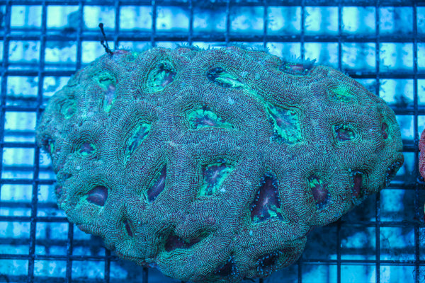 LIVE CORAL - WYSIWYG - 8.4.166