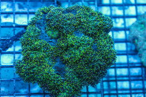 LIVE CORAL - WYSIWYG - 8.4.167