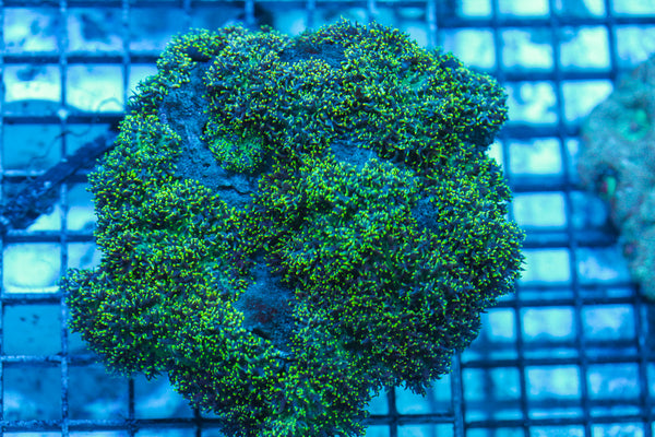 LIVE CORAL - WYSIWYG - 8.4.167