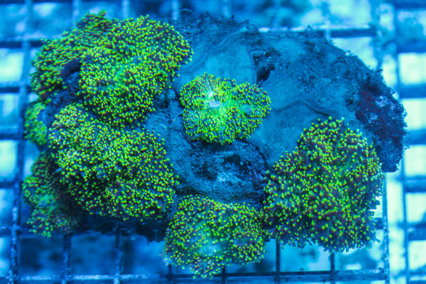 LIVE CORAL - WYSIWYG - 8.4.168