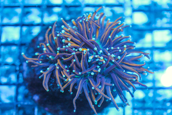 LIVE CORAL - WYSIWYG - 8.4.169