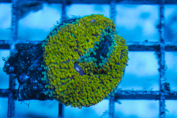 LIVE CORAL - WYSIWYG - 8.4.172