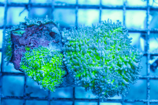LIVE CORAL - WYSIWYG - 8.4.173