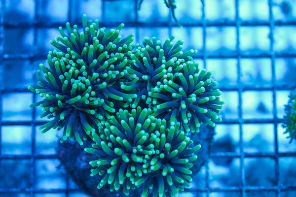 LIVE CORAL - WYSIWYG - 8.4.174